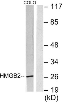 HMG-2 antibody
