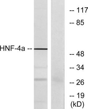 HNF-4α rabbit pAb
