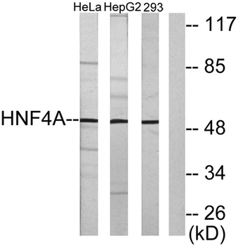 HNF-4α/γ rabbit pAb