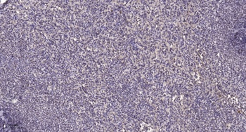 HNF-4α/γ rabbit pAb