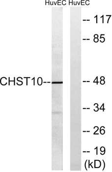 HNK-1ST antibody