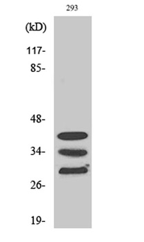 hnRNP A1 antibody