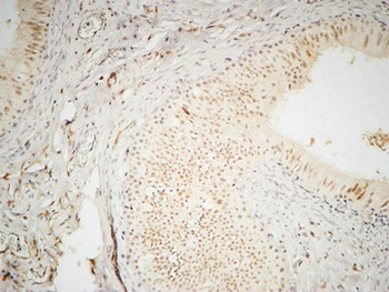 hnRNP A2/B1 rabbit pAb
