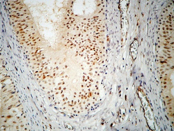 hnRNP A2/B1 rabbit pAb