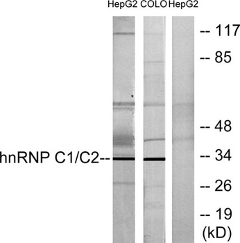 hnRNP C1/C2 rabbit pAb