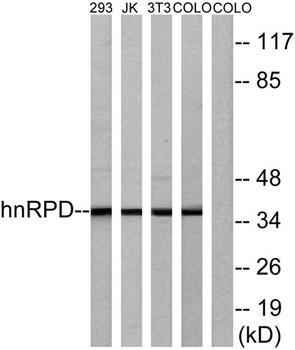 hnRNP D0 antibody