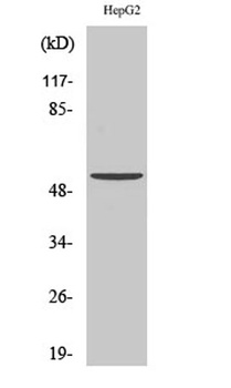 hnRNP F antibody