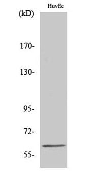 hnRNP LL rabbit pAb Antibody