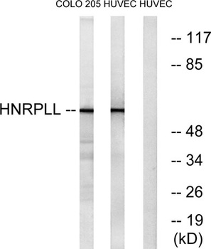 hnRNP LL antibody