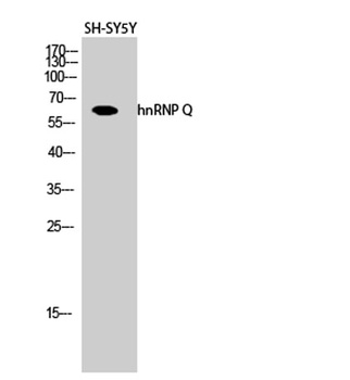 hnRNP Q antibody