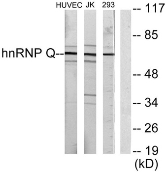 hnRNP Q rabbit pAb