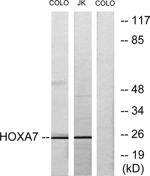 Hox-A7 rabbit pAb