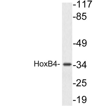 HoxB4 antibody