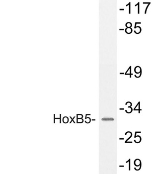 HoxB5 rabbit pAb