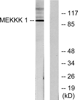 HPK1 rabbit pAb