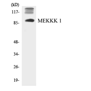 HPK1 rabbit pAb