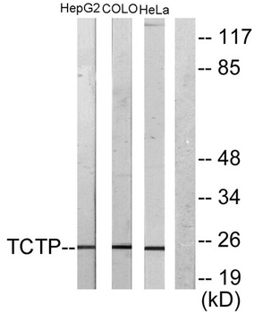 HRF antibody