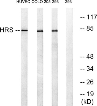 Hrs rabbit pAb
