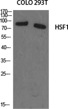 HSF1 rabbit pAb