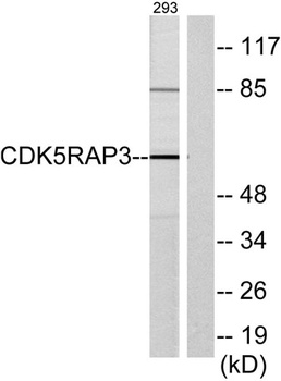 HSF-27 antibody