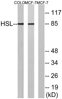 HSL antibody