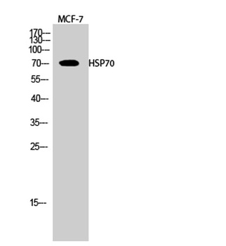 HSP70L rabbit pAb