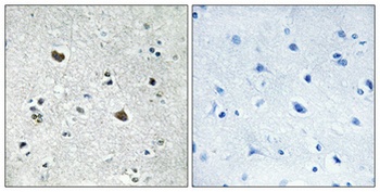 HSP70L rabbit pAb