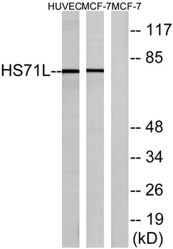 HSP70L rabbit pAb
