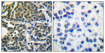 HSP90β rabbit pAb