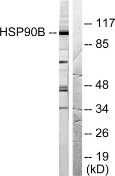 HSP90β rabbit pAb