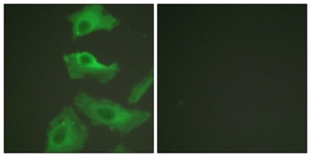 HSP90β rabbit pAb
