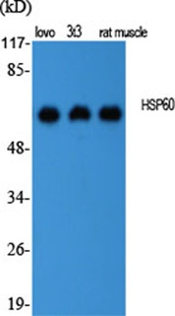 HSP60 rabbit pAb
