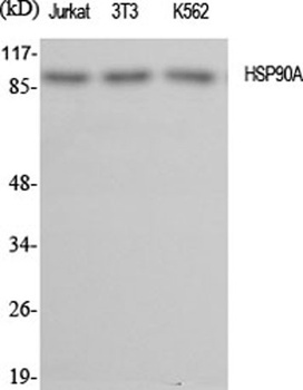 HSP90A rabbit pAb