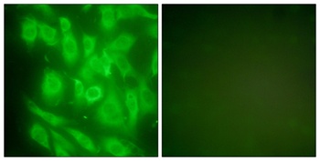 HSP90A antibody