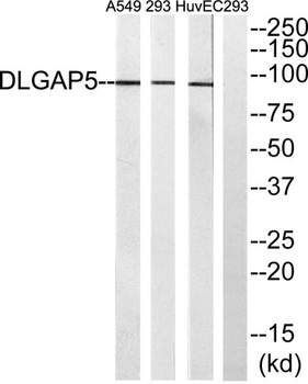 HURP antibody