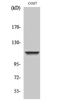 IARS2 antibody