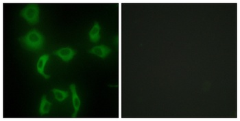 IARS2 antibody