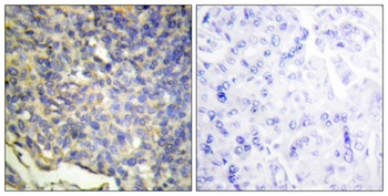 ICAD antibody