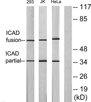 ICAD antibody