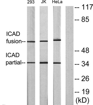 ICAD rabbit pAb