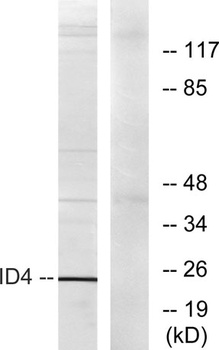 Id4 antibody