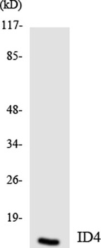 Id4 antibody