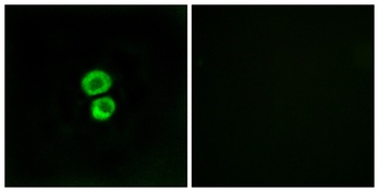 IFITM3 antibody