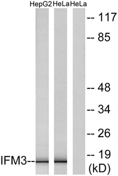 IFITM3 antibody