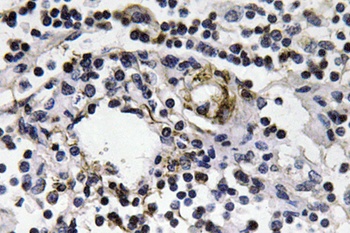 IFN-γ rabbit pAb