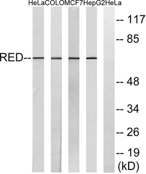 IK antibody