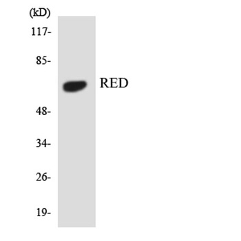 IK antibody