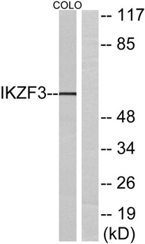 Ikaros 3 antibody