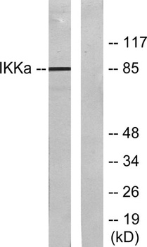 IKKα rabbit pAb