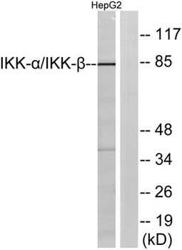 IKKα/β rabbit pAb